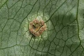 Sur Puccinia sessilis parasitant Arum maculatum