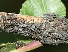 Cinara sp. (Aphididae, Sternorrhyncha, Homoptera)