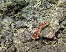 Une holothurie têtue (Holothuria pervicax) émettant ses tubes de Cuvier à La Réunion.