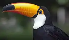 Photo of a toucan with a long, bright bill