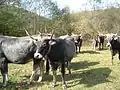La tudanca, vache de race locale, très adaptée à la vie en montagne.