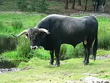 taureau noir à mufle gris cerclé de blanc