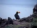 Un macareux huppé sur l'île Bogoslof.