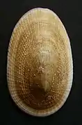 Tugali elegans