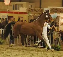 Dans la carrière d'un hall d'exposition, un cheval bai est présenté en main au trot par son profil droit.