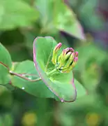 Fleurs en bouton