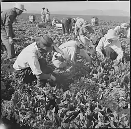 Récolte d'épinards au centre de Tule Lake, 8 septembre 1942.
