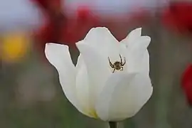 Spécimen blanc, lac Manytch-Goudilo.