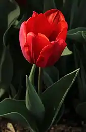 Photo d'une tulipe cardinale