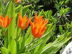 Description de l'image Tulipa_praestans1.jpg.