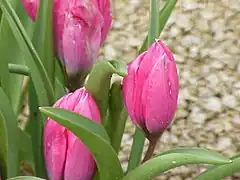 Description de l'image Tulipa pulchella0.jpg.