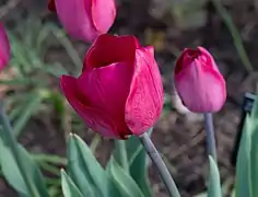 Tulipe des Rhodopes.