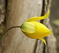 La fleur s'ouvrant. Les sépales se courbent parfois fortement.