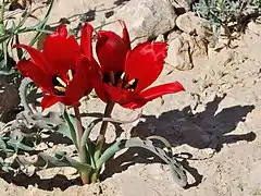 Tulipa systola, ordre des Liliales