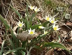 Description de l'image Tulipa_turkestanica.jpg.