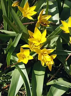 Description de l'image Tulipa_urumiensis_080406.jpg.