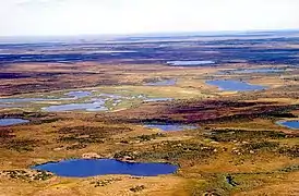 Toundra dans la région des Nenets (Russie).