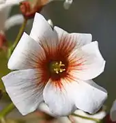 Fleur femelle, ovaire et 4 styles bifides