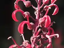 Photographie en gros plan de quelques fleurs rouges aux formes allongées