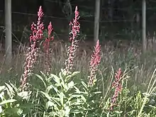 Photographie en couleurs de plusieurs plantes herbacées aux tiges élancées se terminant par de longs épis de fleurs rouges