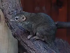 Tupaia belangeri (Scandentia)