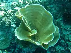 Une colonie de corail Turbinaria