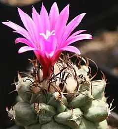 Description de l'image Turbinicarpus alonsoi.jpg.