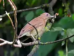 Description de l'image Turdus obsoletus.jpg.