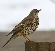 Photographie en couleurs d'un oiseau à la tête et ailes brunes et au ventre beige tacheté de brun les pattes posées sur une branche d'arbre