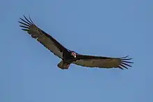 Un grand oiseau, retenu par ses grandes ailes dans les airs bleus, penche sa tête rouge vers le bas.