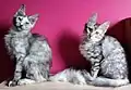 Angora turc silver tortie