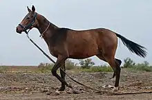 Cheval couleur sable et noir, vu de profil, trottant.