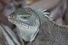 Photo couleur de profil : gros plan sur la tête d'un jeune iguane, avec un fanon bien visible et des épines dorsales.