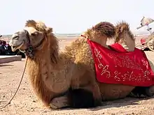 Photographie d'un chameau avec son bât.