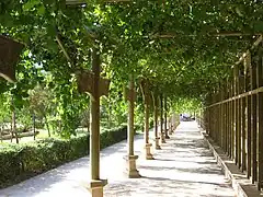 Treille sur pergola à Tourfan.