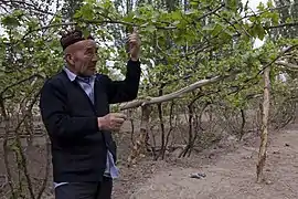 Culture traditionnelle de la vigne sur pergola à Tourfan