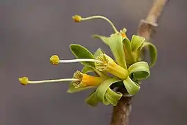 Turraea nilotica.