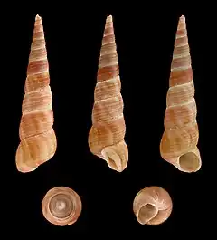 Turritella communis