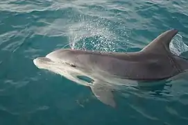 Tursiops truncatus