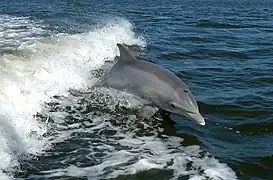 Tursiops truncatus (Delphinidae).