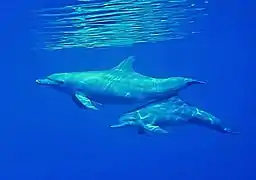 Un couple de grands dauphins (Tursiops truncatus)