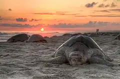 Lepidochelys olivacea.