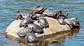 Tortue sur le lac de Prospect Park. Il y a des tortues de Floride, des Trachemys scripta, des Trachemys scripta scripta et des Pseudemys concinna. Avril 2021.