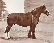 Dessin en noir et blanc d'un cheval de trait de profil, les fanions longs et blancs sur les postérieurs, la queue coupée.