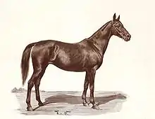 La gravure présente le profil droit d’un cheval à la robe sombre équipé d’un filet.