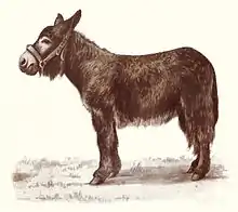 Gravure présentant le profil gauche d'un âne de grande taille avec de longs poils.