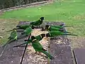 Une simple table peut suffire à nourrir des oiseaux. Ici des Perruches à collier jaune en Australie.