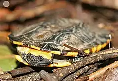 Description de l'image Twist-necked Turtle.jpg.