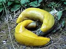 Deux grosses limaces jaunes, arquées en forme de banane.