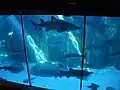 Aquarium circulaire